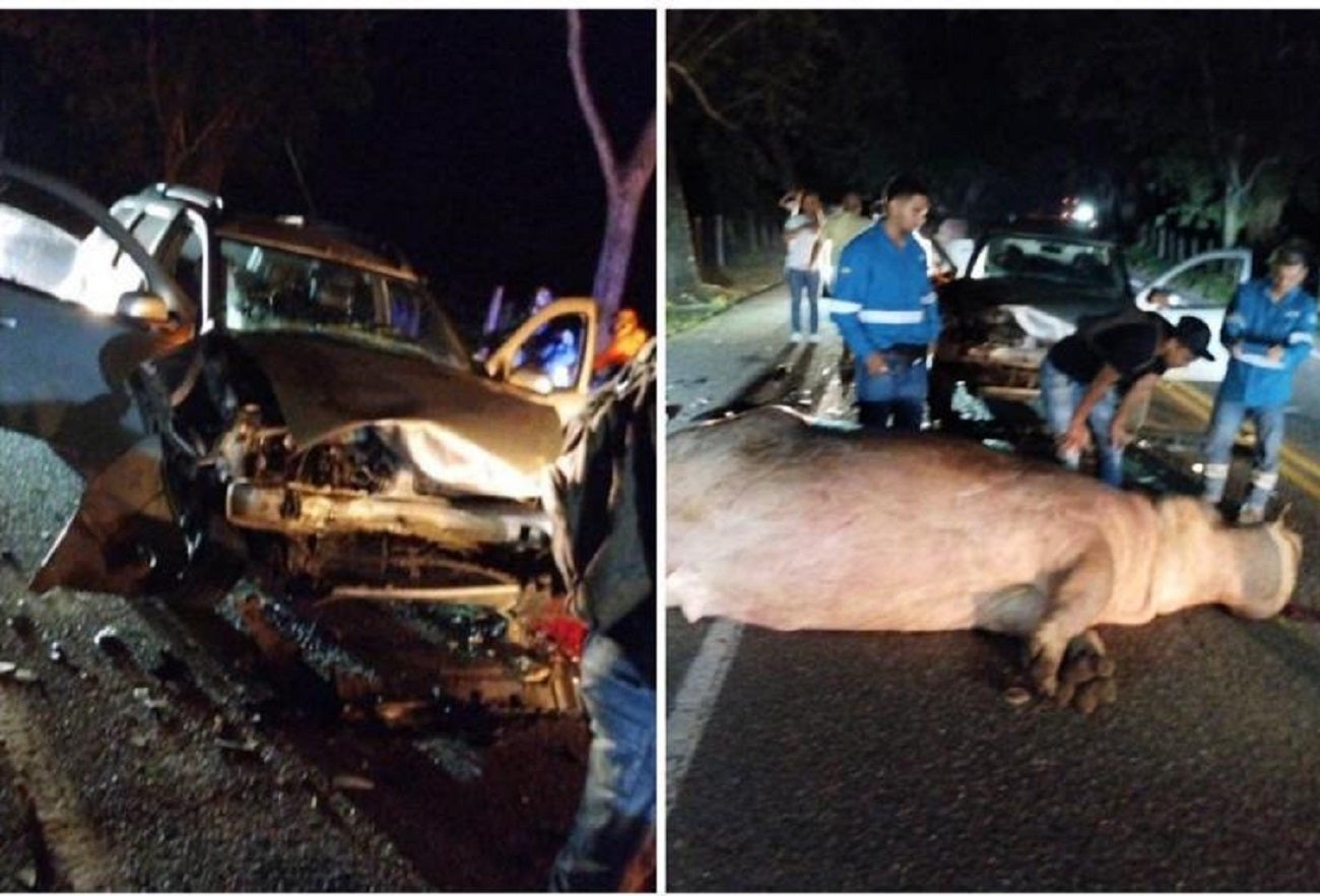Conductor se salvó de milagro al chocar con un hipopótamo en Puerto Triunfo, Antioquia