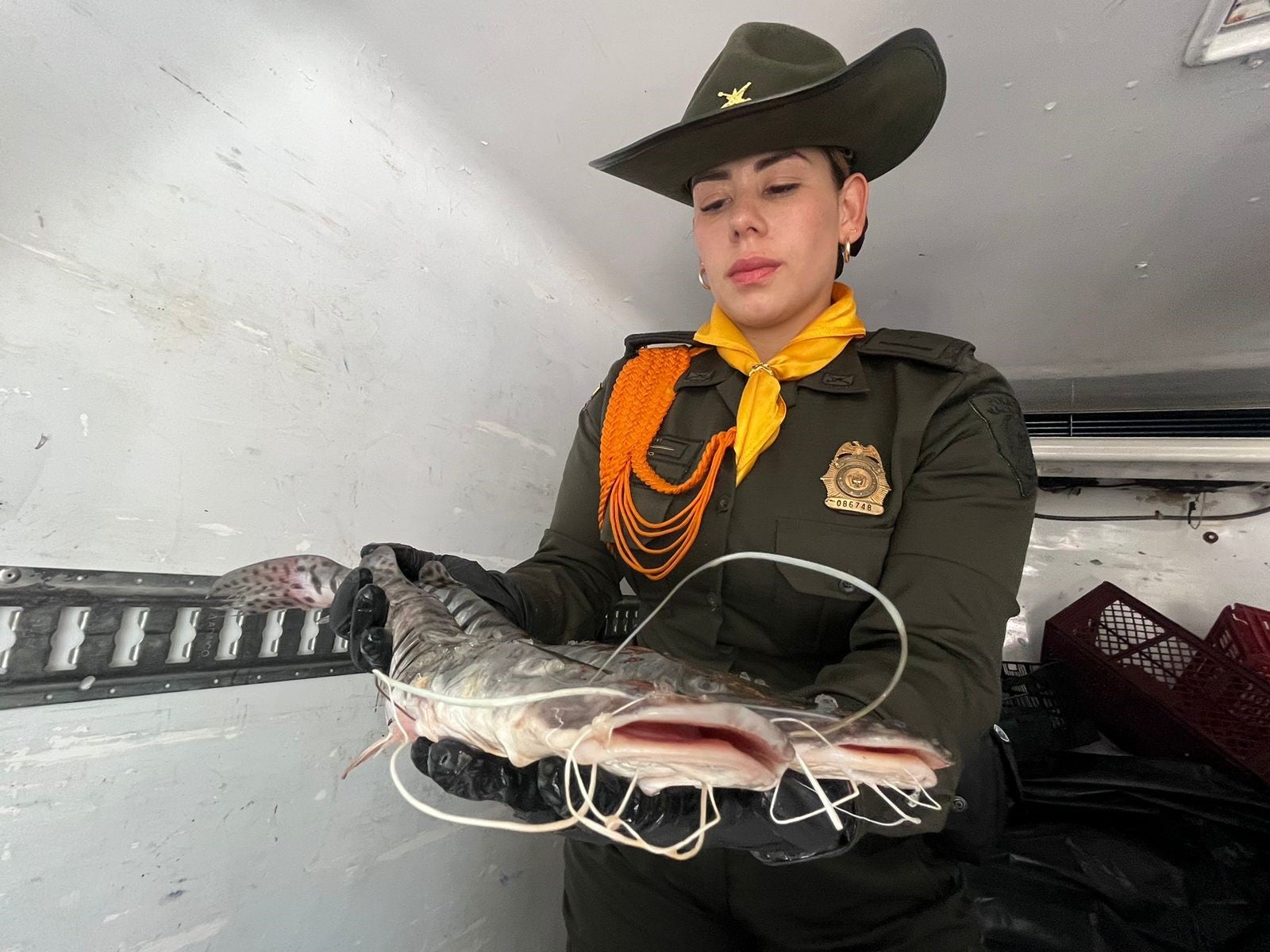 Cerca de 300 kilos de pescado dañado iban a ser vendidos en Semana Santa en Medellín