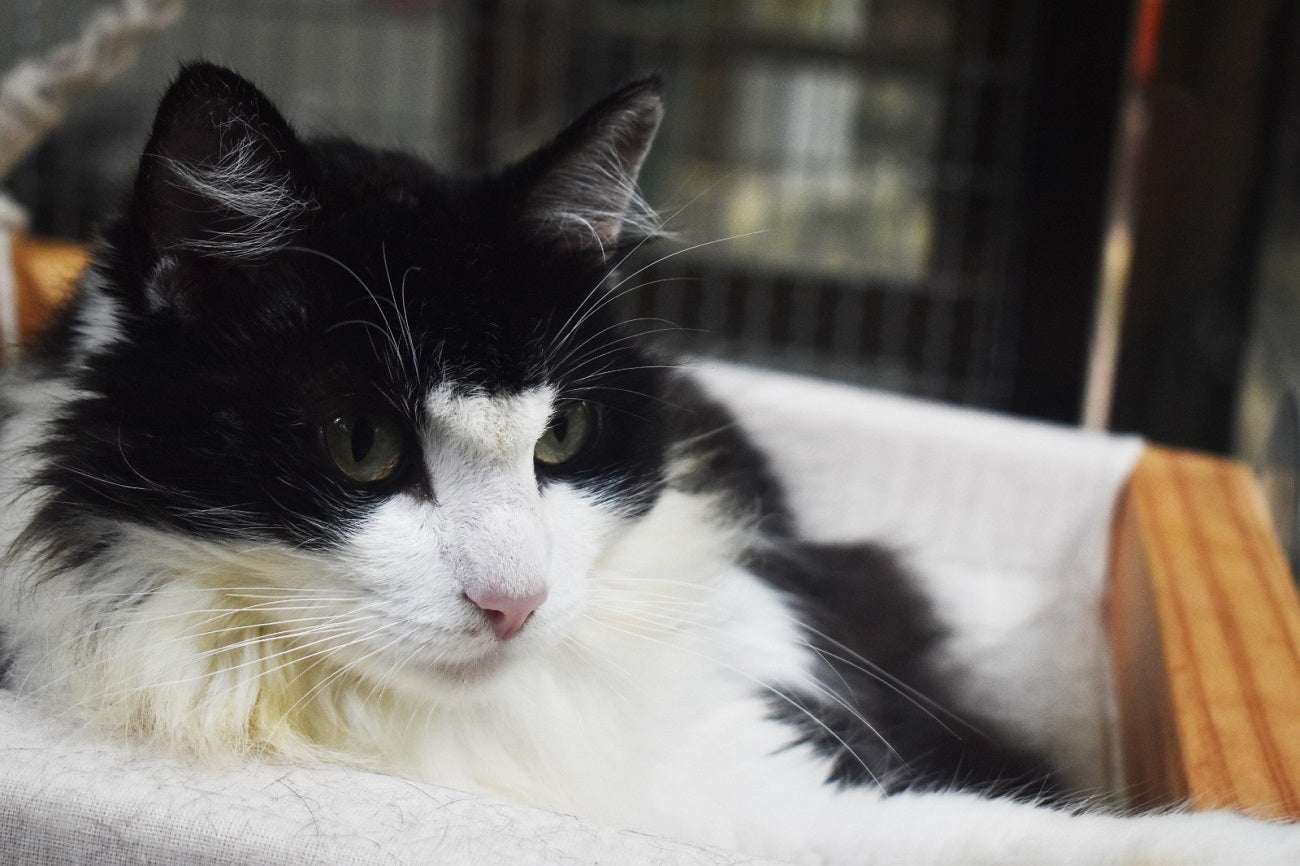 Jornada de adopción de mascotas en Medellín