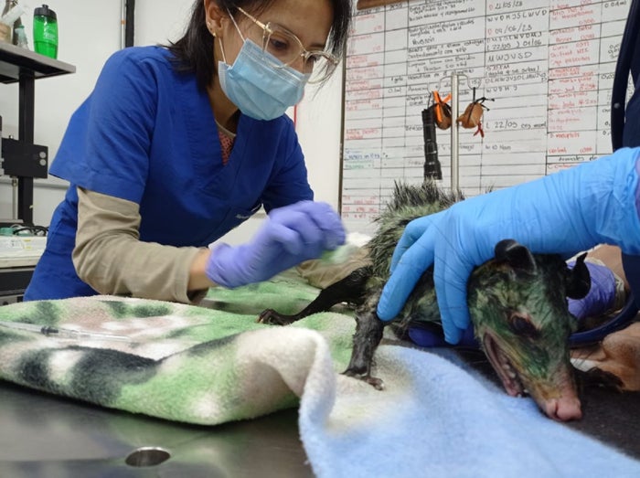 Marsupial afectado en el Carmen de Viboral