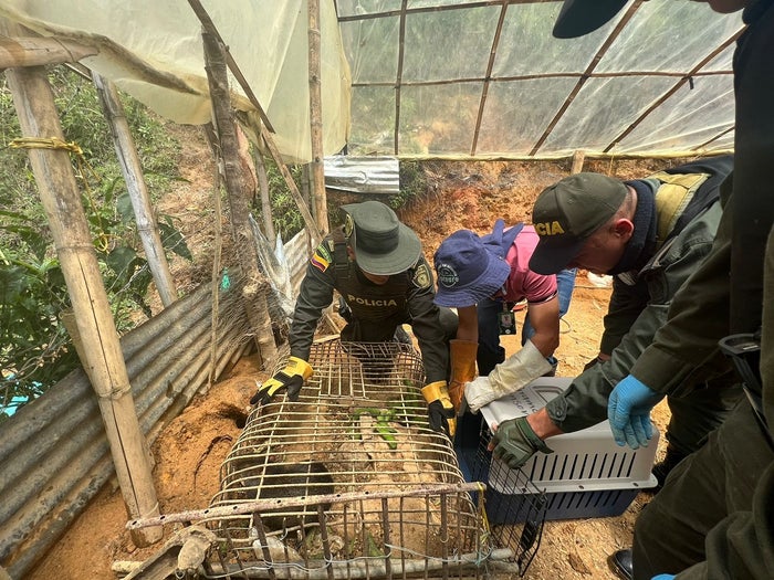 Captura de mujer con fauna silvestre