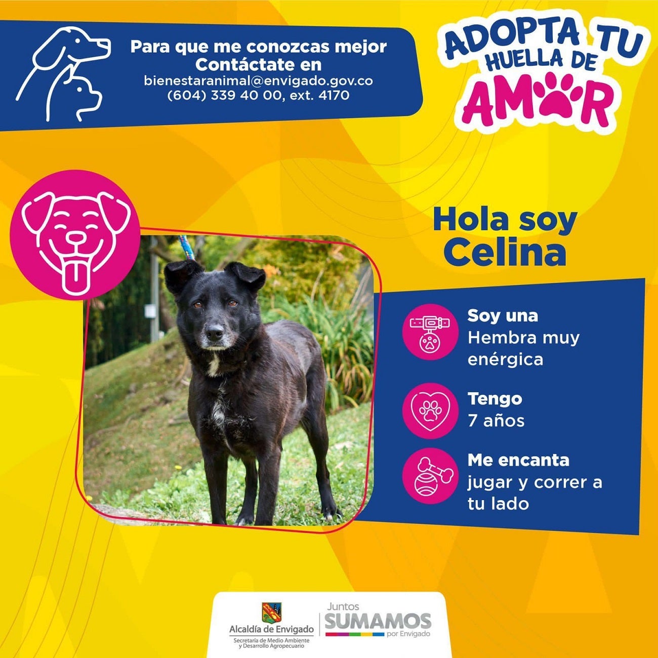 Clarín y Celina buscan hogar. Anímate a adoptarlas