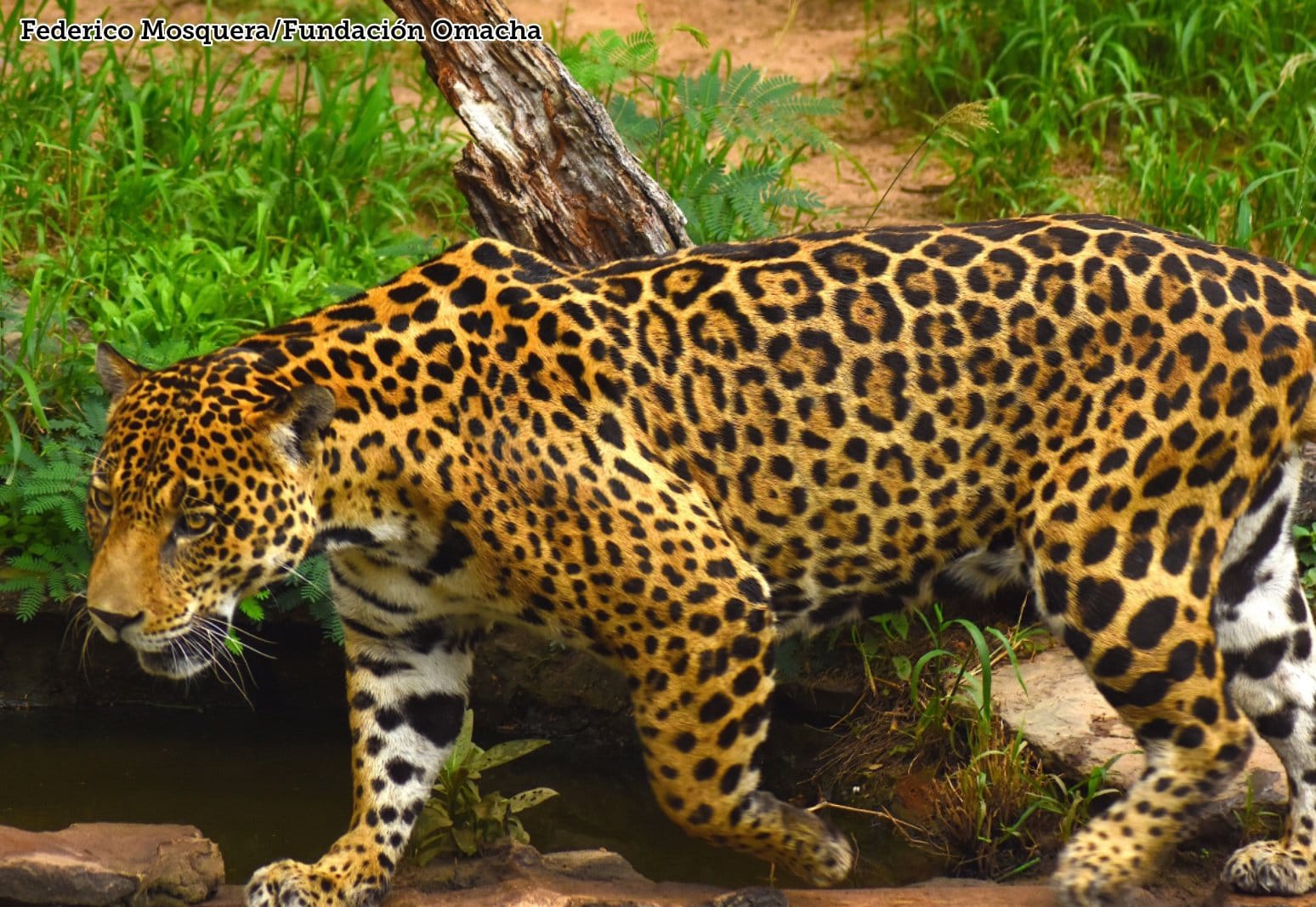 Jaguar Colombia