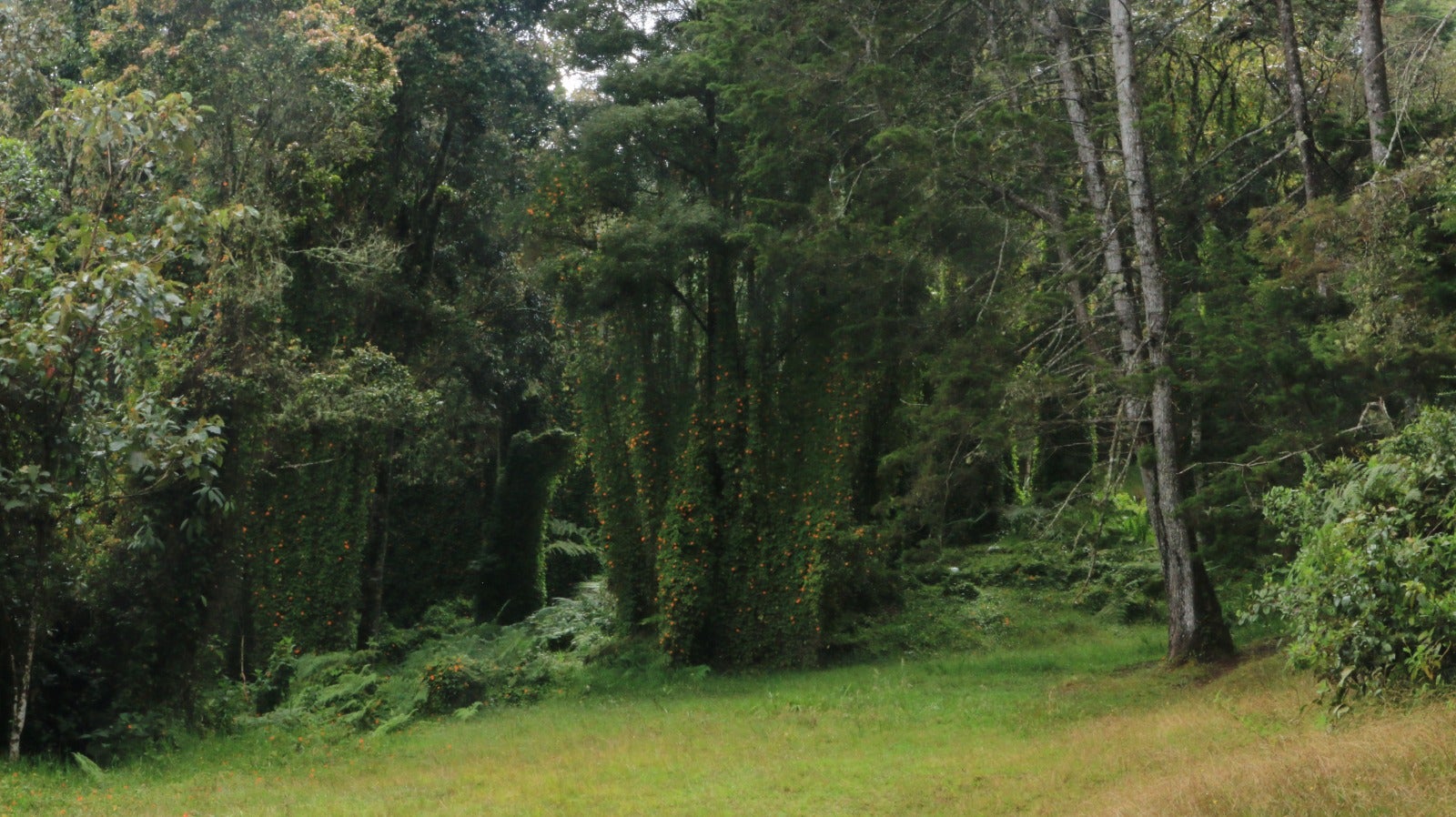 hectáreas de ecosistemas estratégicos de Medellín