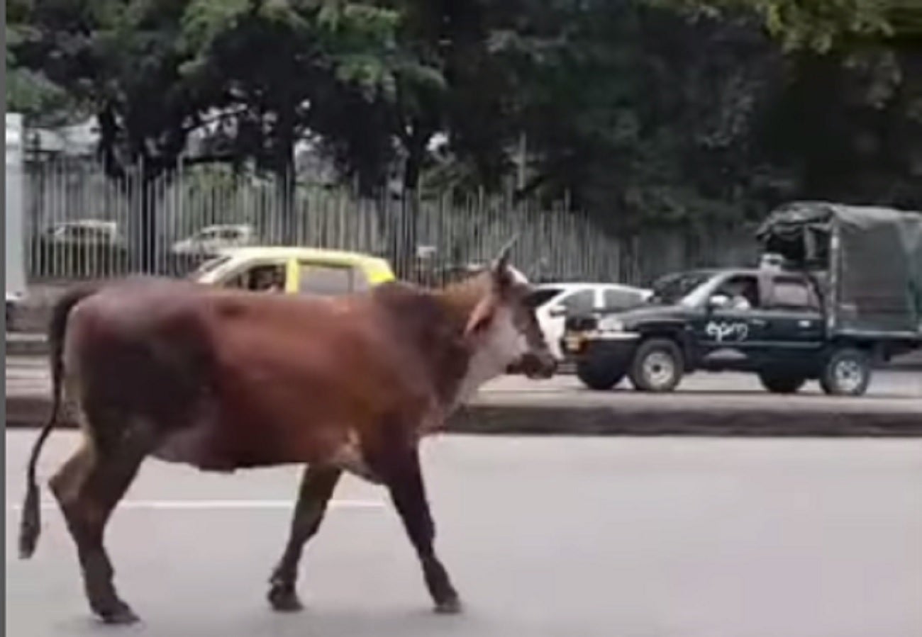 Vaca en la autopista Norte