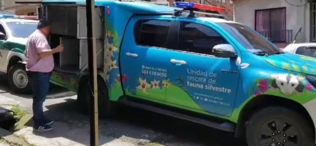 Las autoridades recuperaron 11 especies de fauna silvestre en Medellín