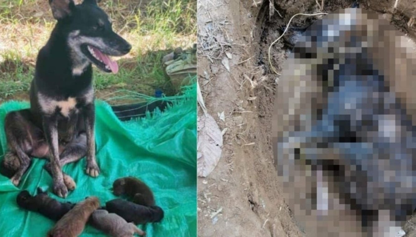 ¡Indignante! Encontraron en una quebrada de Maceo a una perrita muerta con signos de tortura