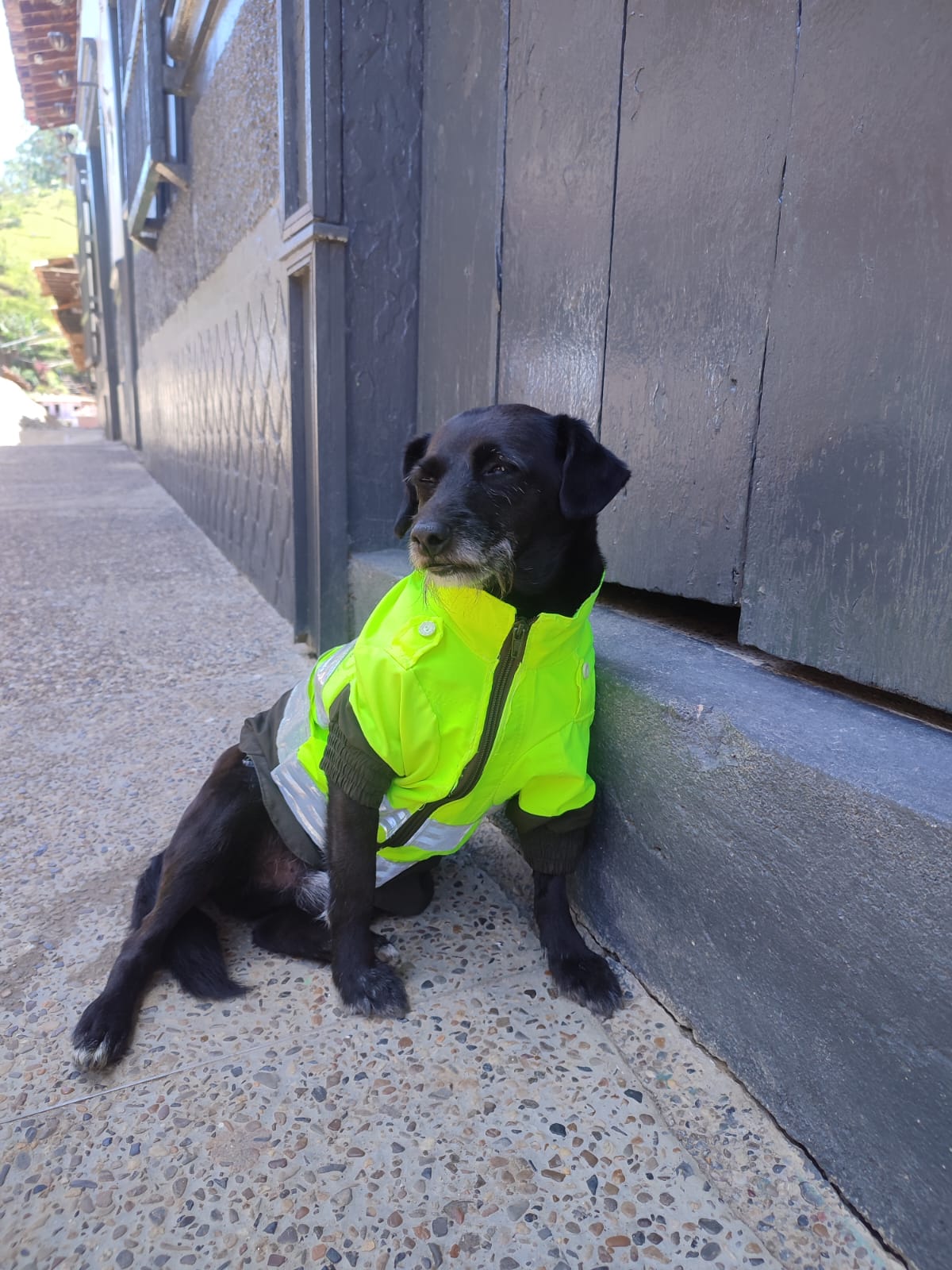 Barbas, el perrito Policía que se robó el corazón de la comunidad de Concepción