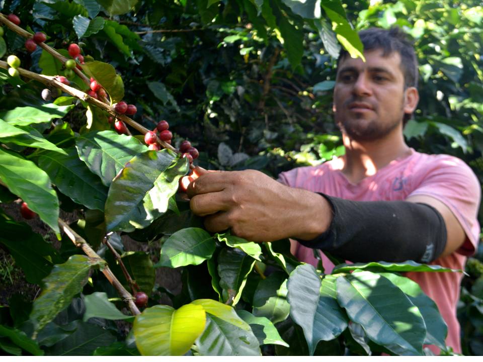 Referencia del plan cosecha