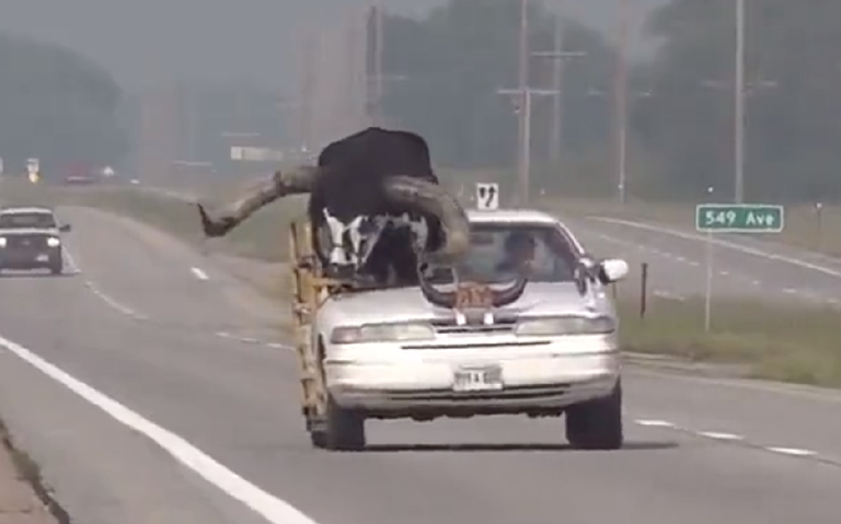 Toro en un carro en Nebraska