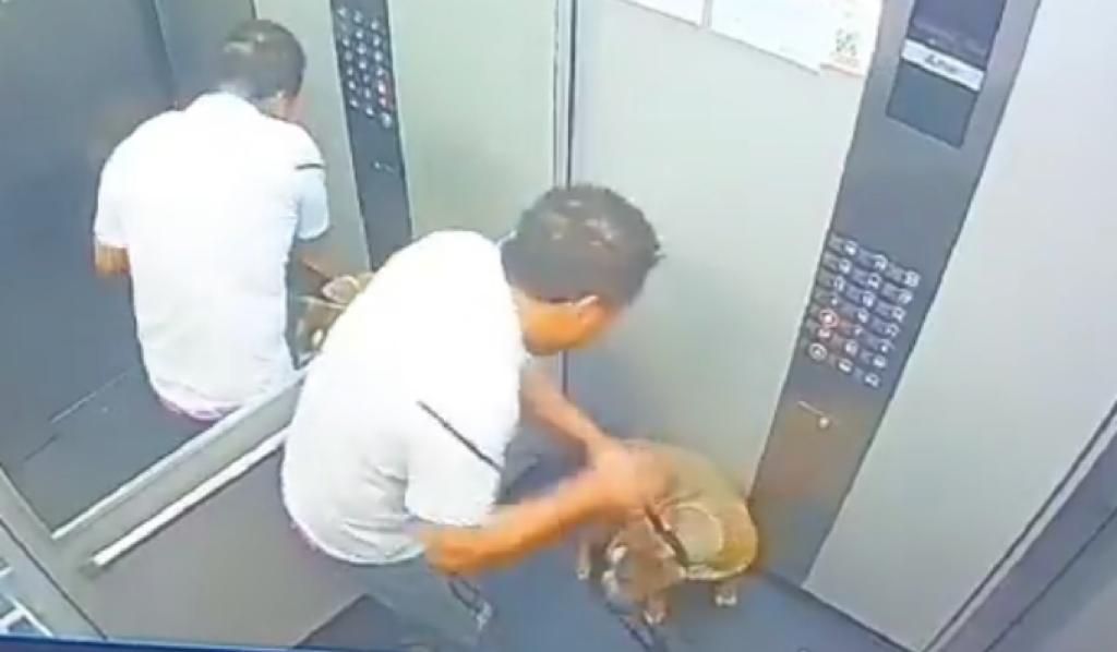 Indignante: golpeó y pateó a su perrito en un ascensor, en Itagüí