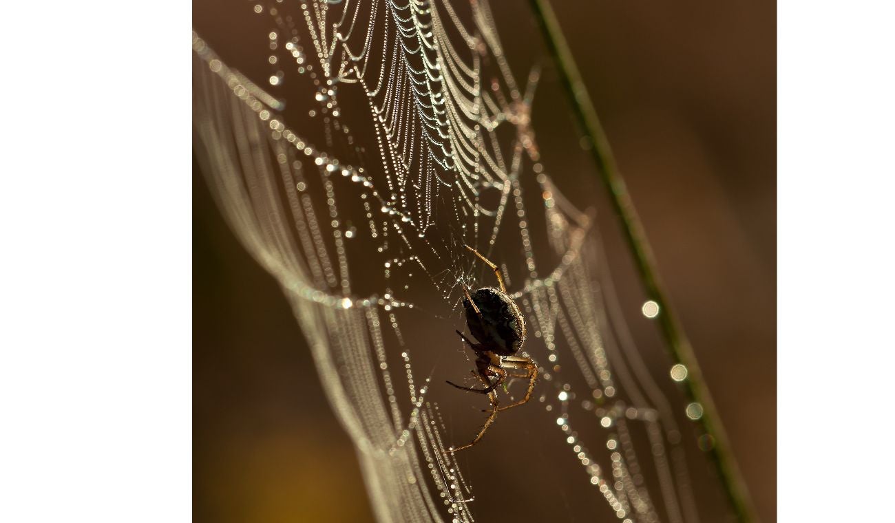 Araña-buena suerte para la casa