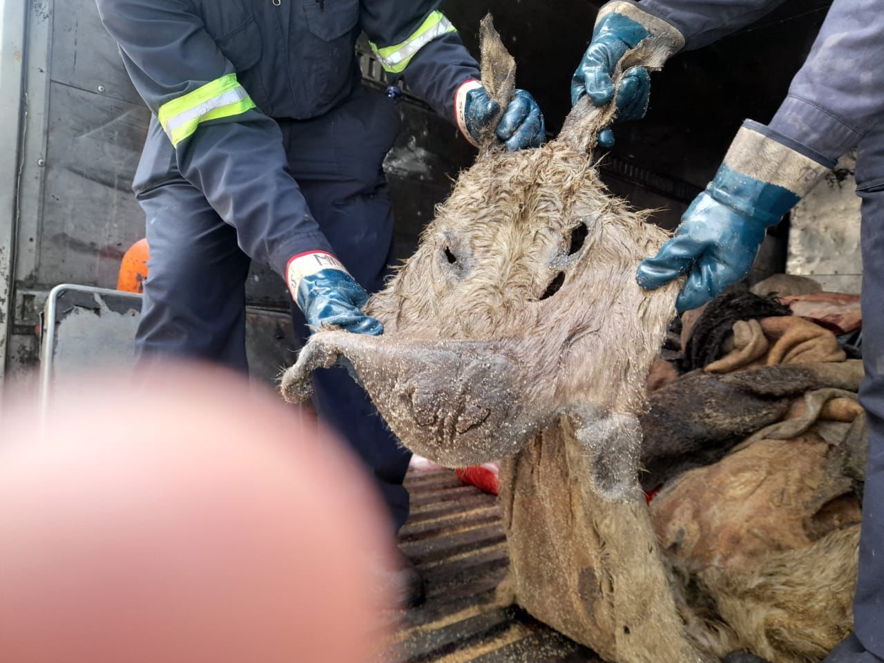 [FOTOS] Incautaron en Campo Valdés 1,5 toneladas de carne descompuesta lista para ser comercializada