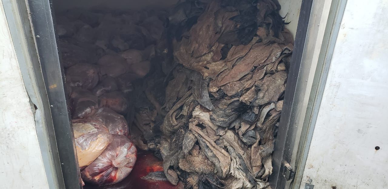 [FOTOS] Incautaron en Campo Valdés 1,5 toneladas de carne descompuesta lista para ser comercializada