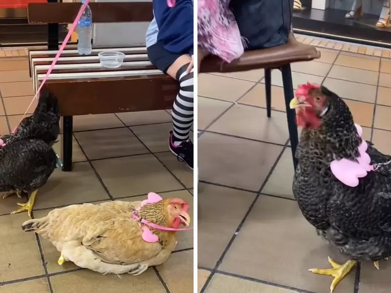 Sacaron a pasear unas gallinas con correa y pañal en centro comercial