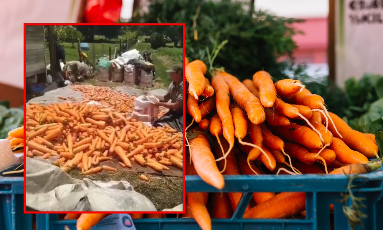 [Video] Campesinos acongojados casi que regalan la zanahoria porque la pagan muy mal