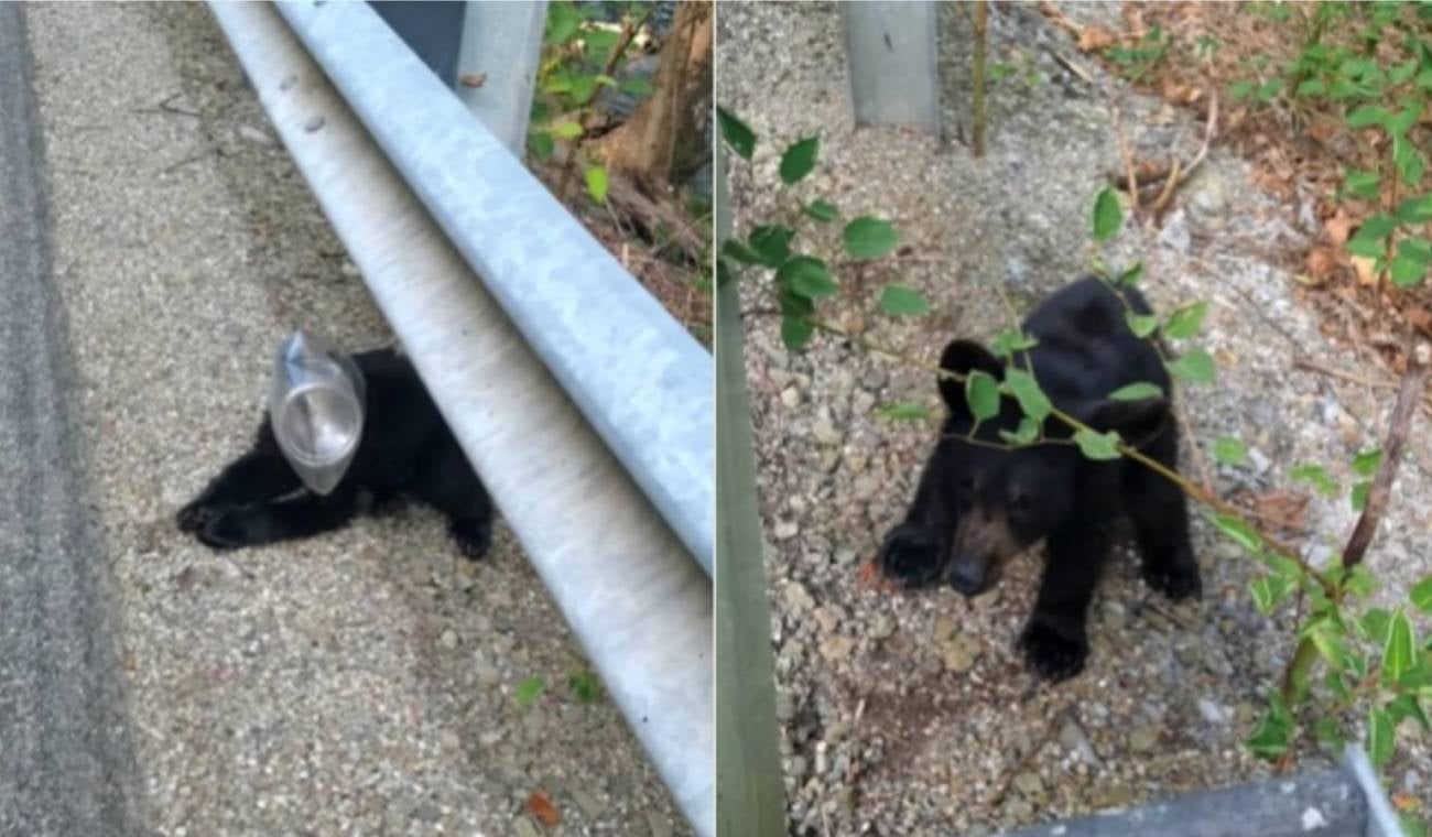 Oso quedó atrapado en una botella de plástico