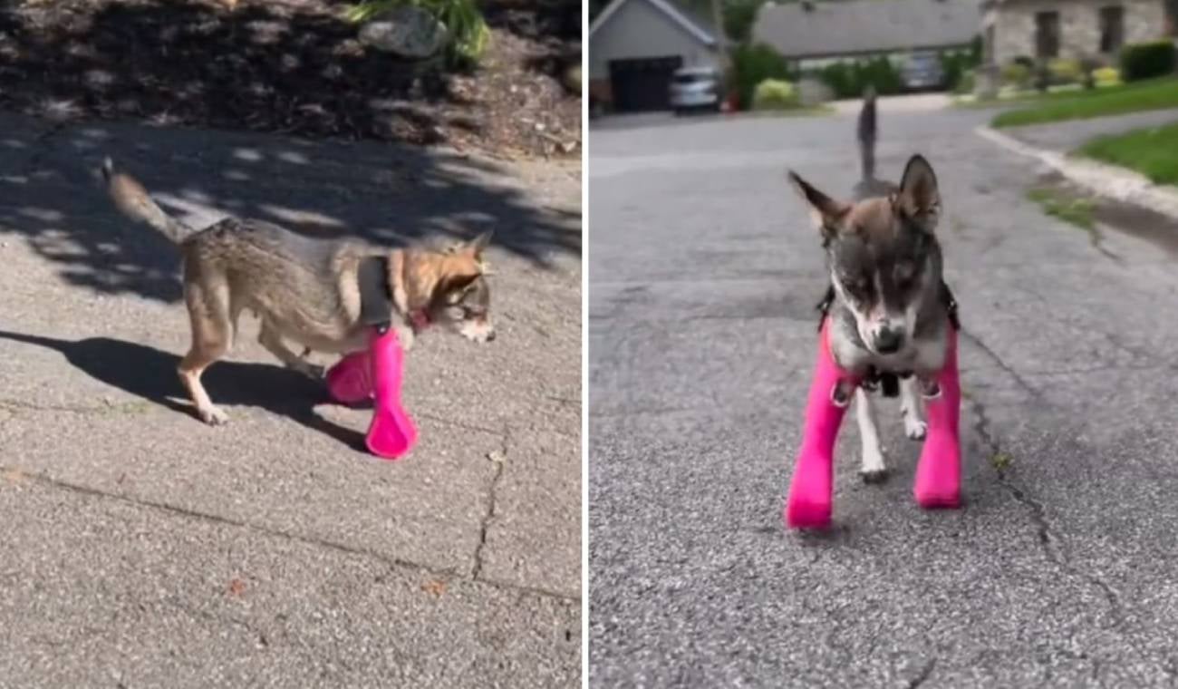 Perrito usa prótesis