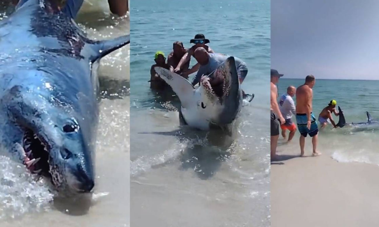 Turistas rescatan a tiburón que quedó atrapado en una famosa playa