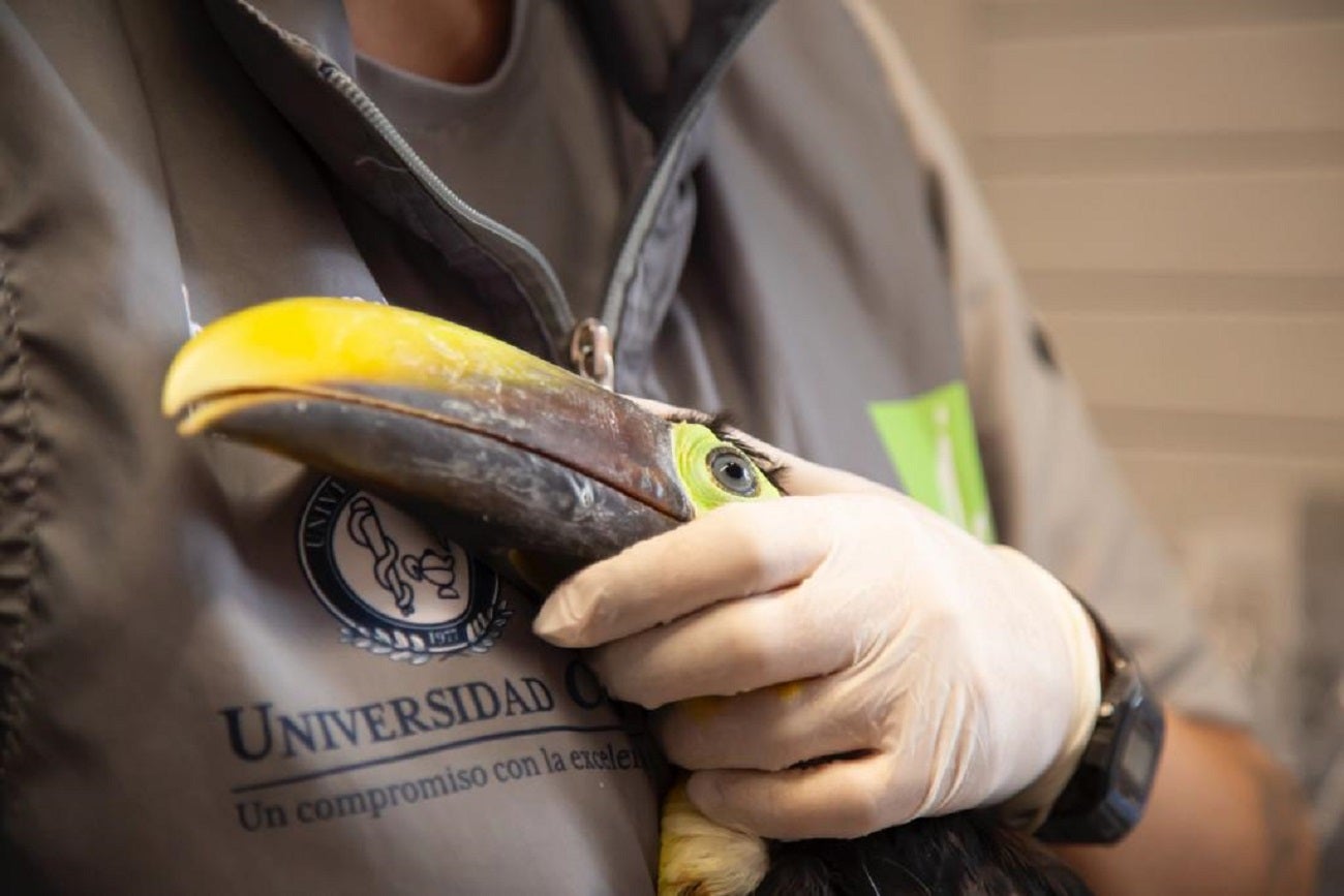 Tucán rescatado en Medellín