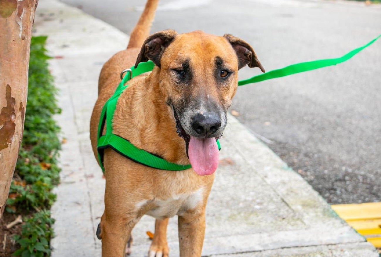 Buscan hogar para Scooby en Medellín