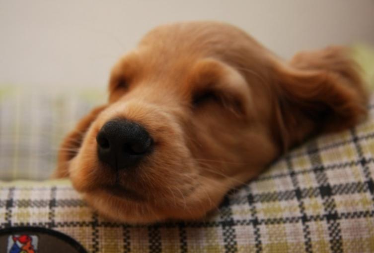 Niña de 12 años descubrió que tenía cáncer por su perro