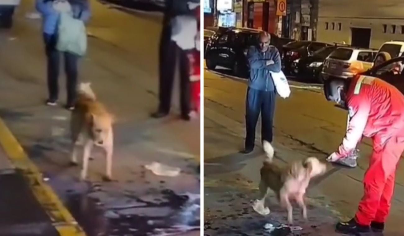 Perrito se quedó dos días esperando a su amo afuera de un hospital: esta es la historia