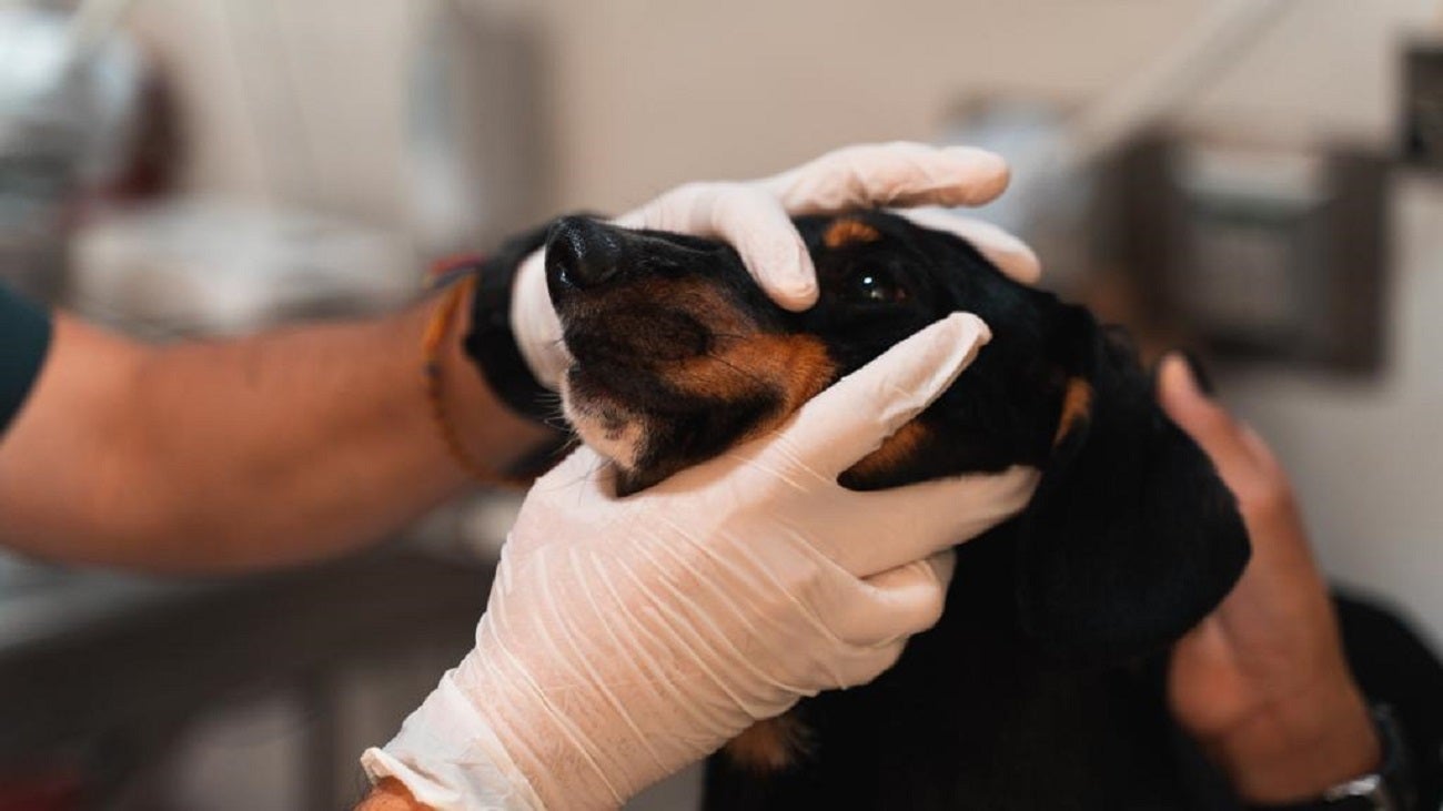 Mascotas en Medellín