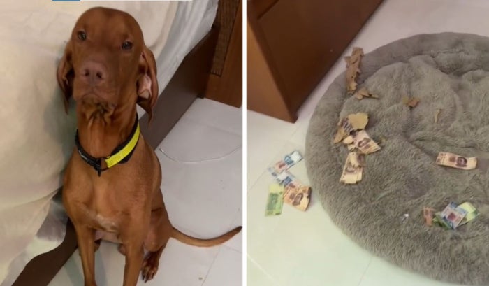 Perro se comió ahorros de una mujer
