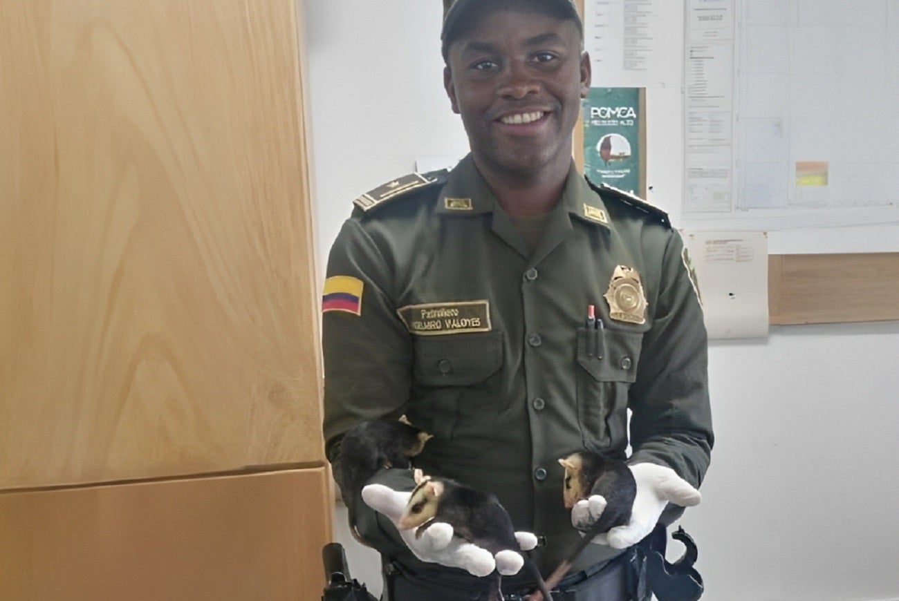 Rescate de zarigüeyas en Cañasgordas, Antioquia