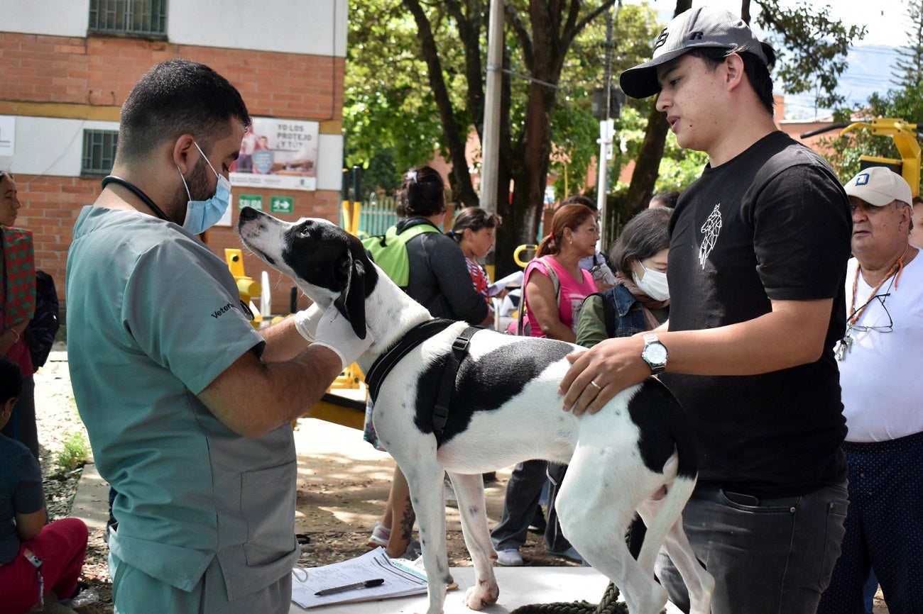 Jornadas de esterilización de mascotas en Medellín