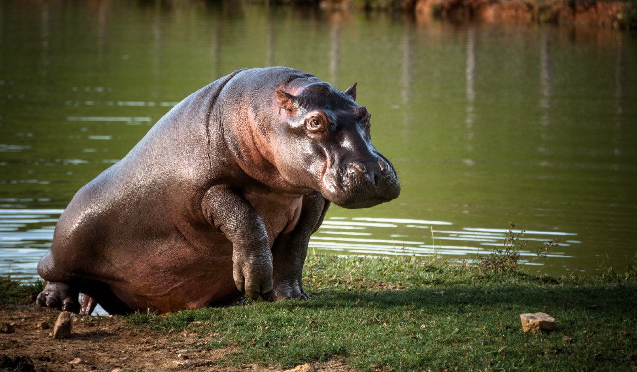 Hipopótamos