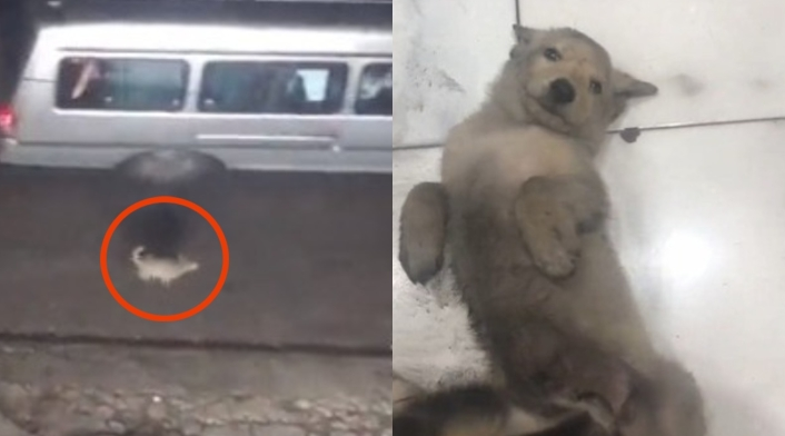 Hombre grabó el momento en que abandonan a un perrito en plena vía y lo adoptó