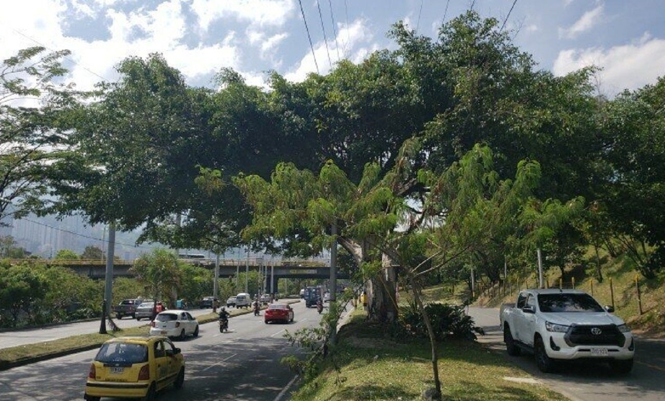 EPM debe talar árbol en la autopista Sur en Medellín