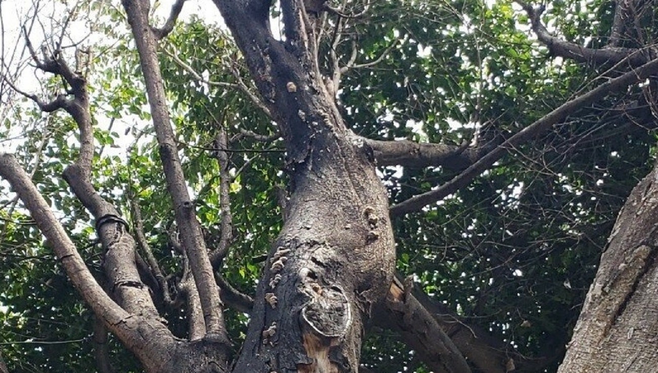 EPM debe talar árbol en la autopista Sur en Medellín