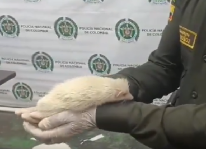 Recluso de la cárcel de Bellavista tenía como mascota un erizo como símbolo de poder