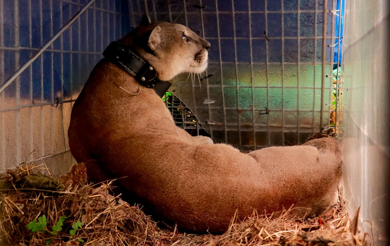 Puma concolor en el Valle de Aburrá