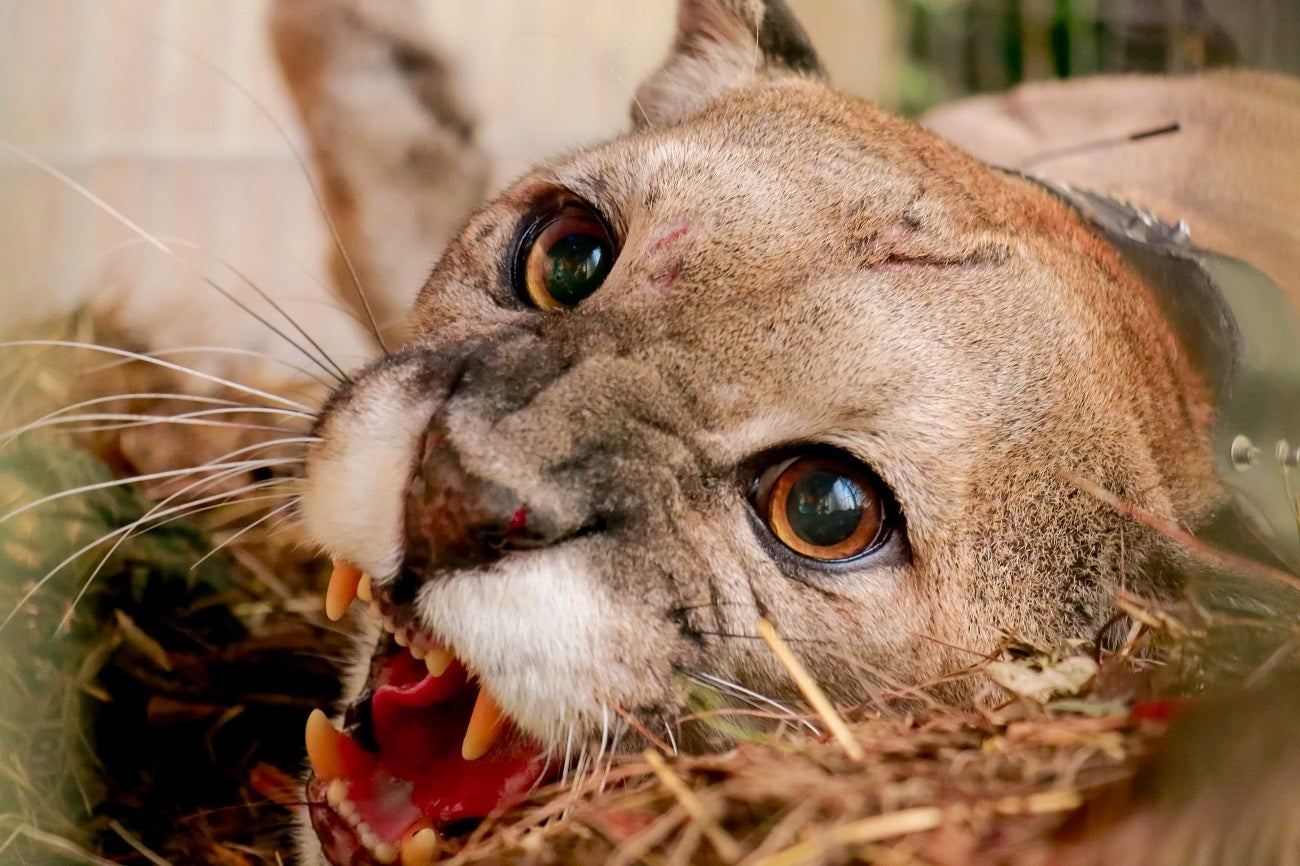 Puma concolor en el Valle de Aburrá