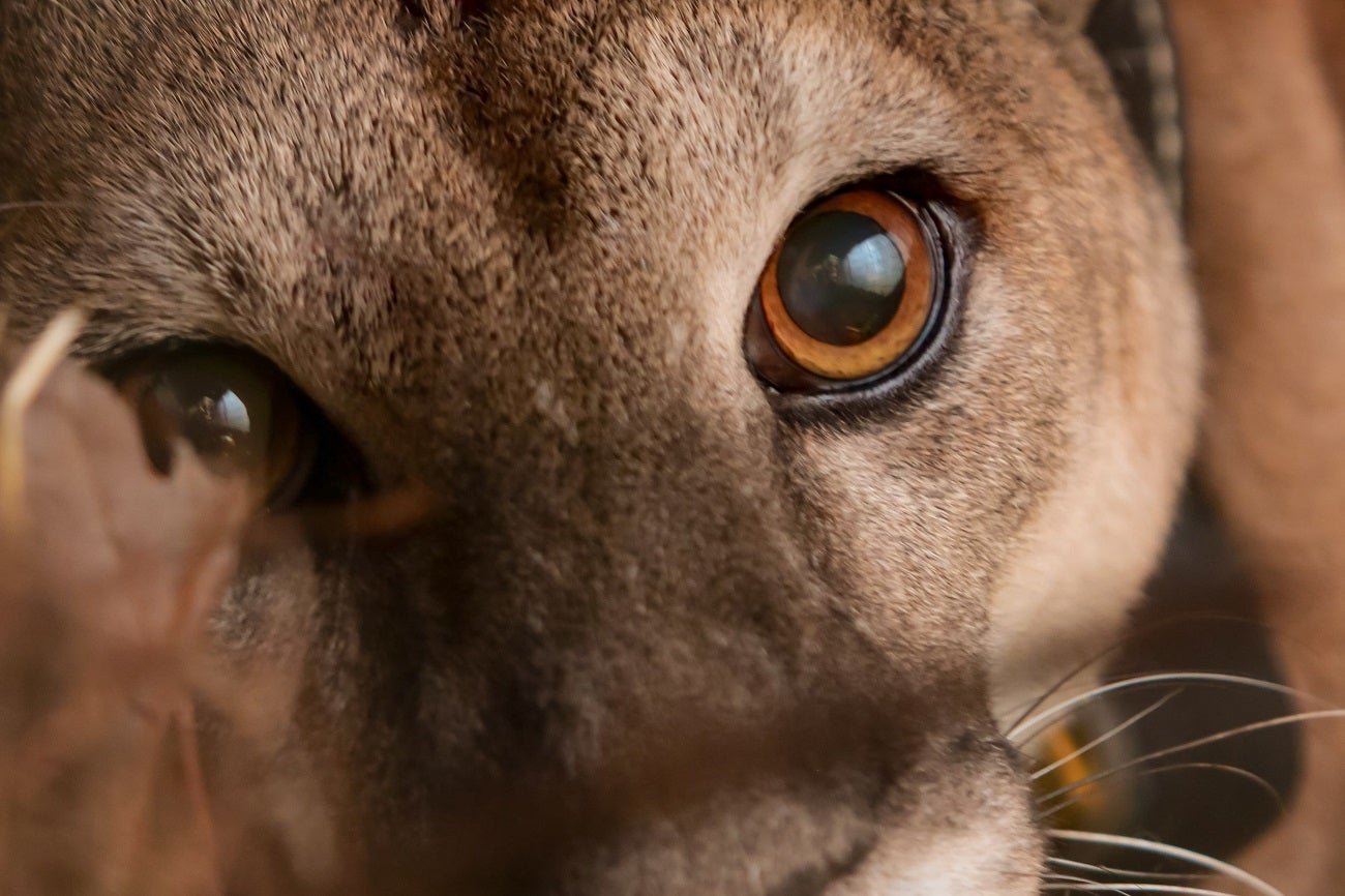 Puma concolor en el Valle de Aburrá