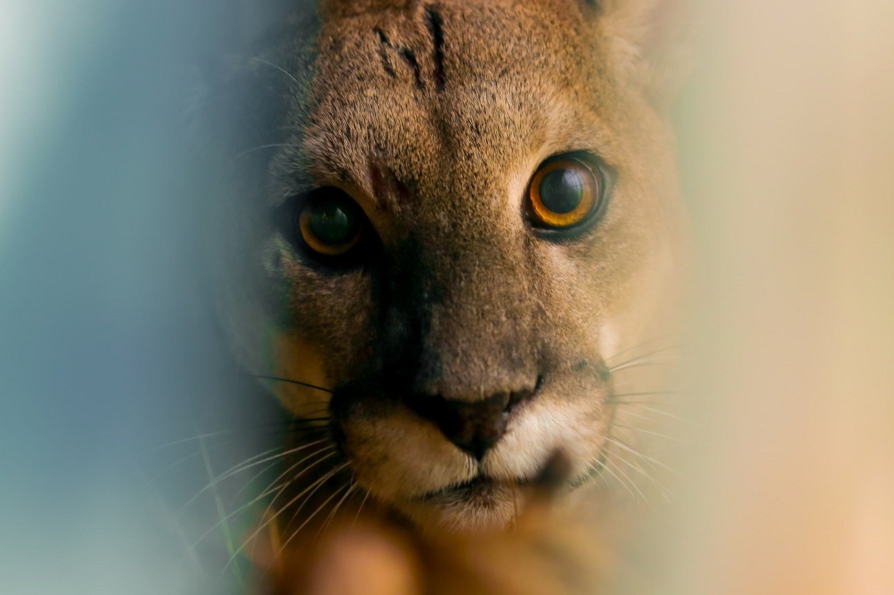 Puma concolor en el Valle de Aburrá