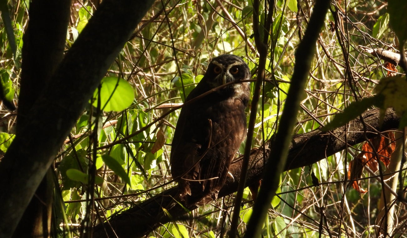 Búho de anteojos liberado