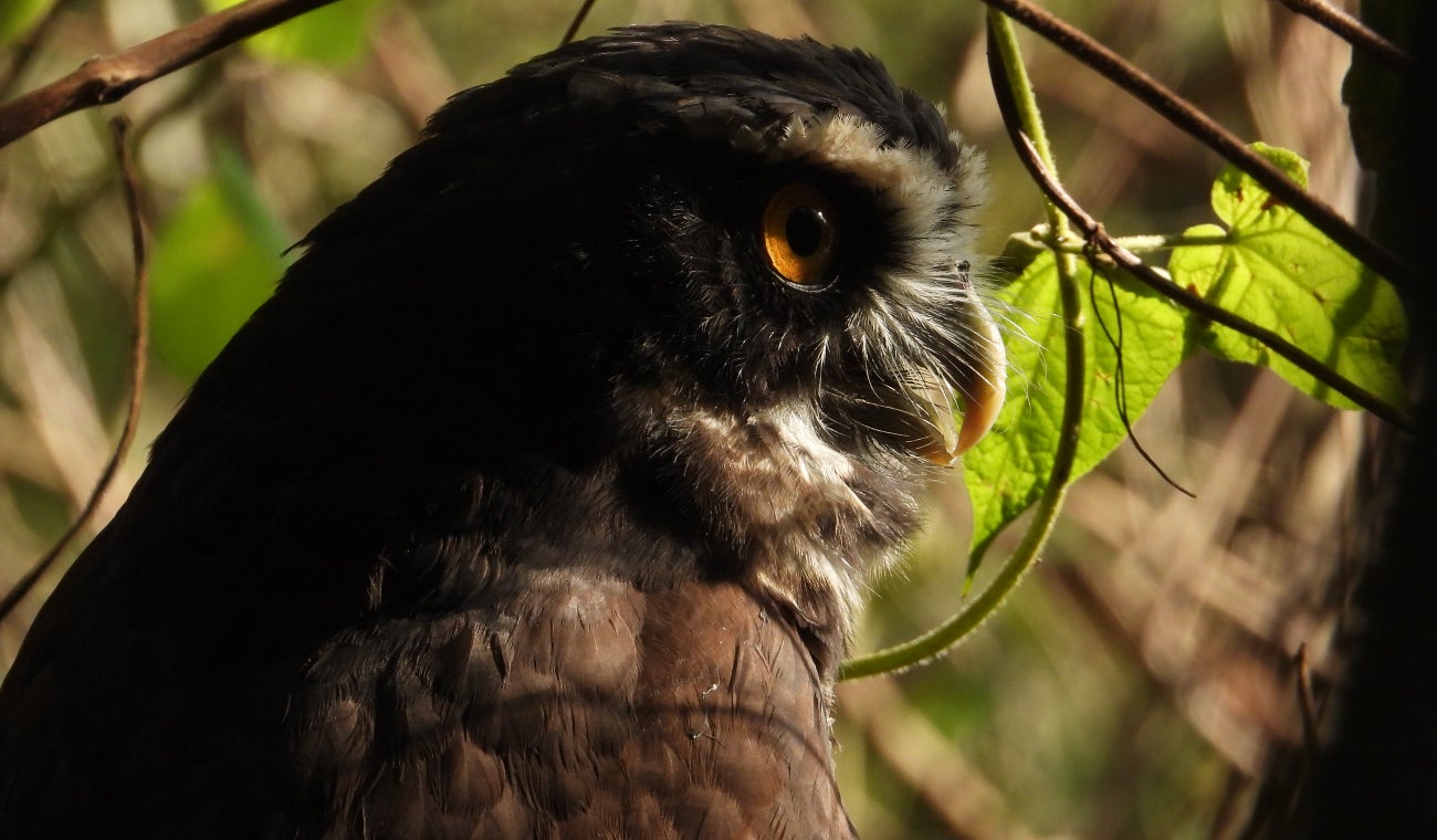 Búho de anteojos liberado