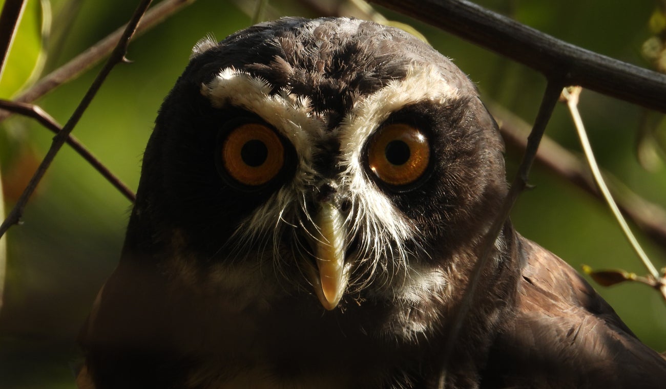 Búho de anteojos liberado