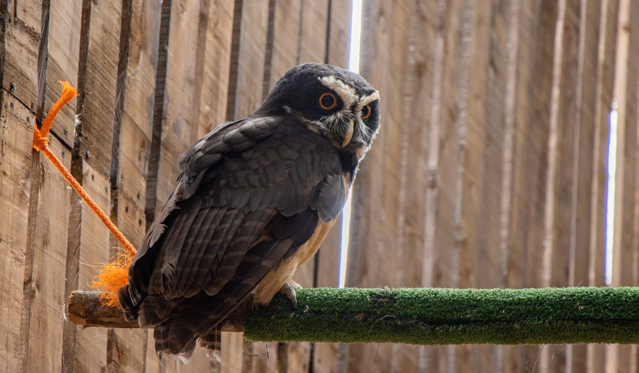 Búho de anteojos liberado