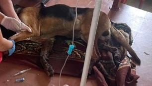 Denuncian envenenamiento de dos perros y tres gatos en menos de una semana en Apartadó
