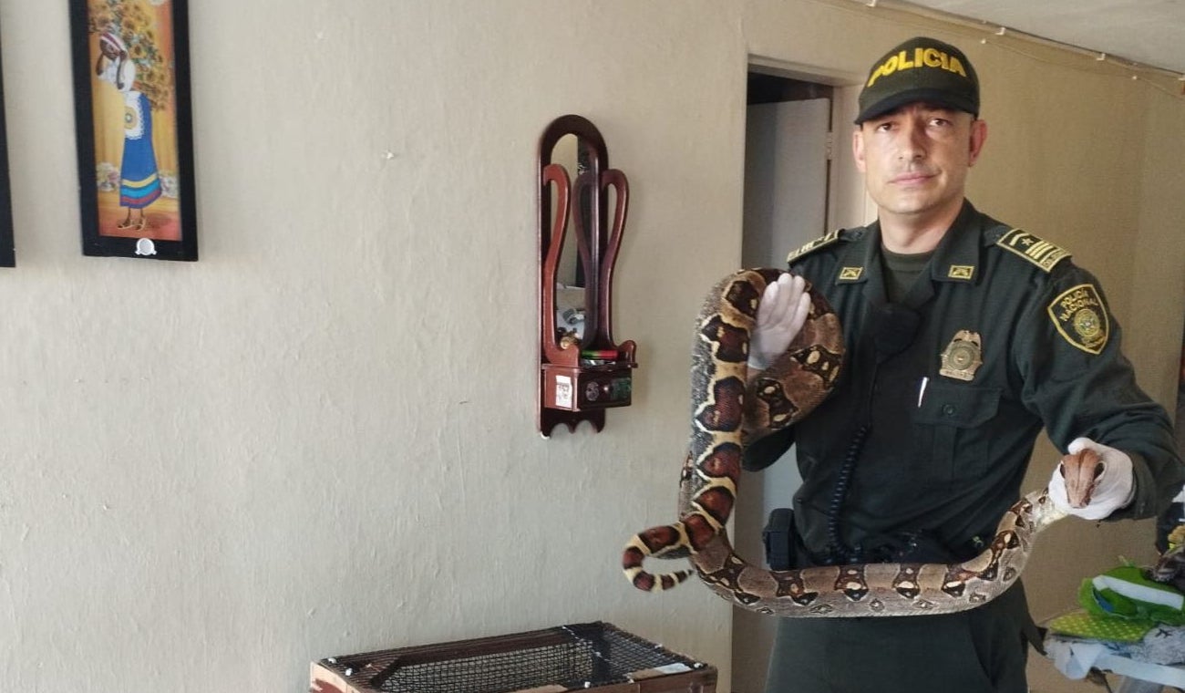 Recuperan Boa constrictor