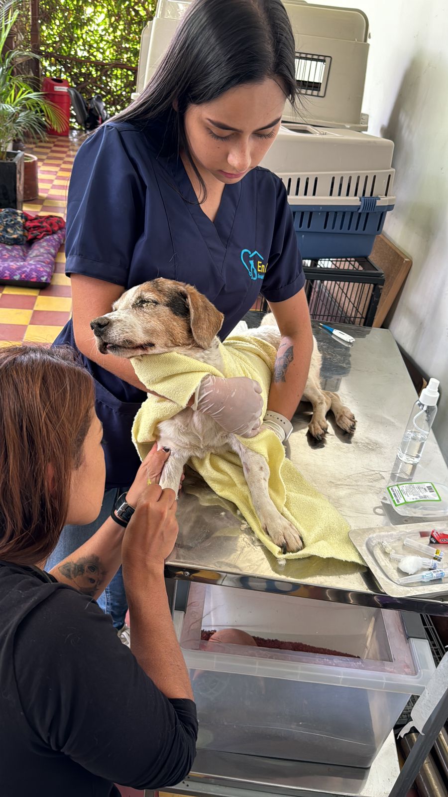 Crueldad al límite: Murió perrita que fue enterrada viva en Itagüí, Antioquia