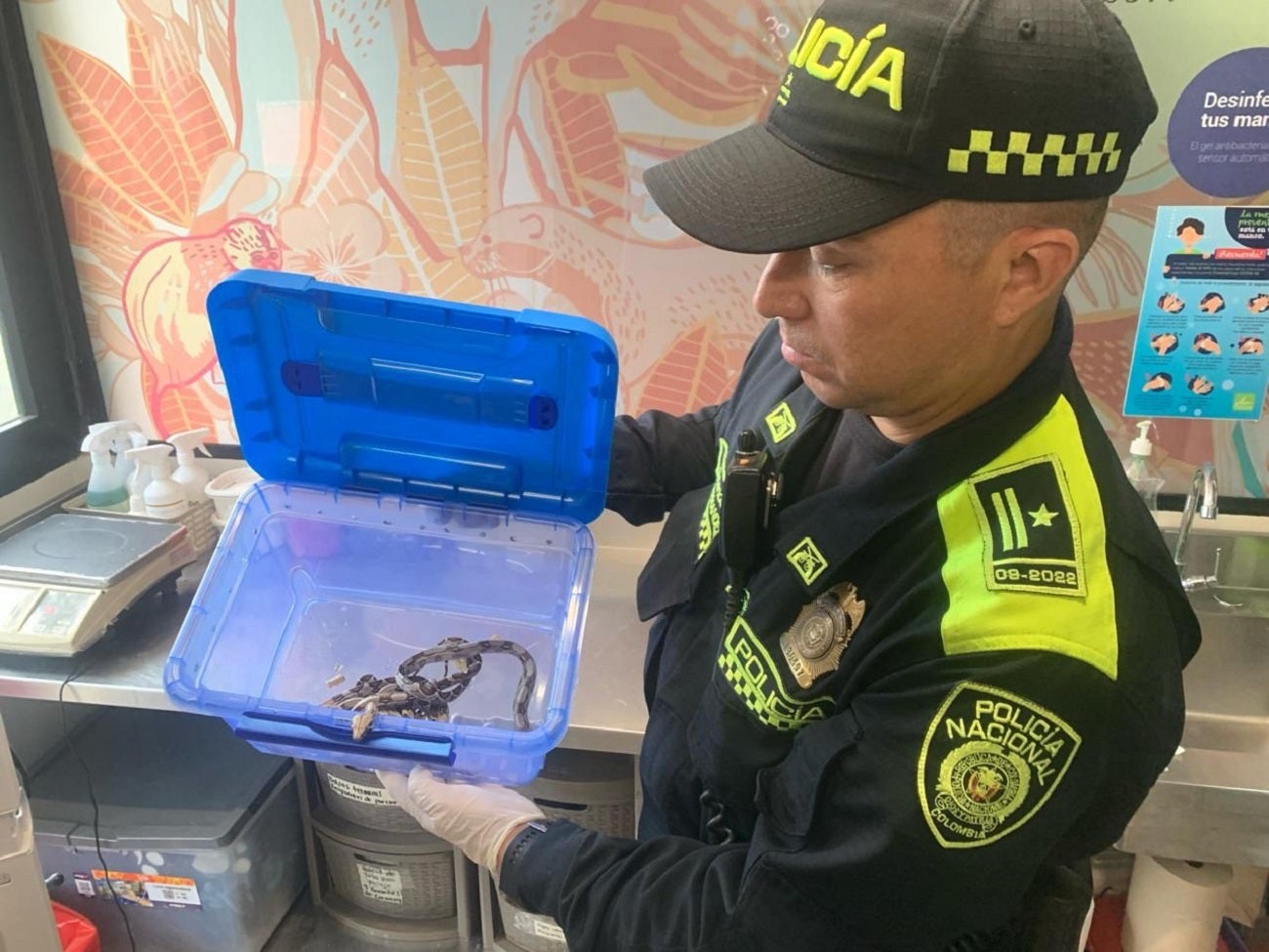 Fauna silvestre incautada en Bello, Antioquia