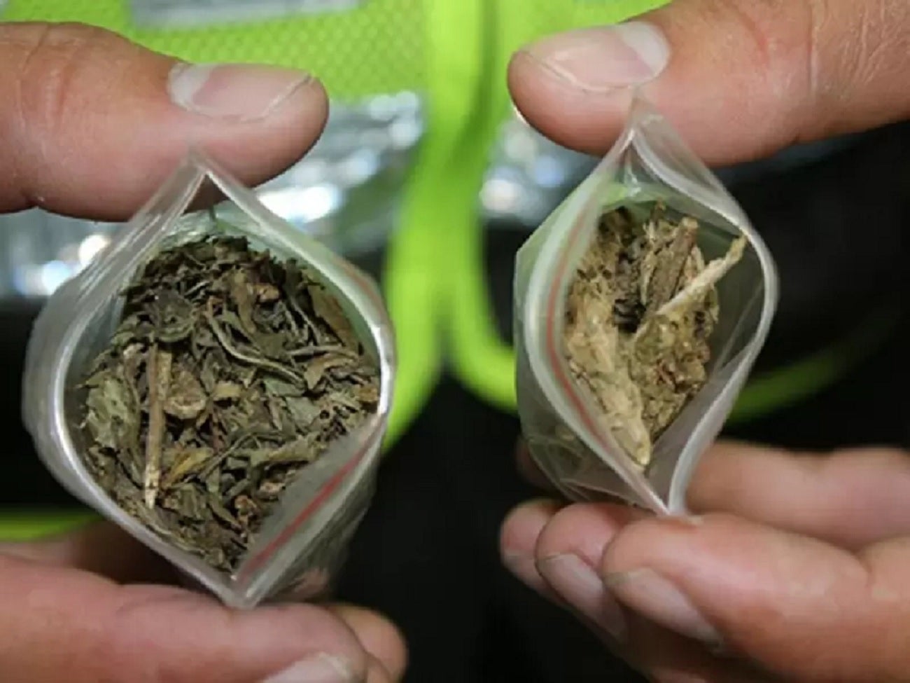 Marihuana. Foto de referencia