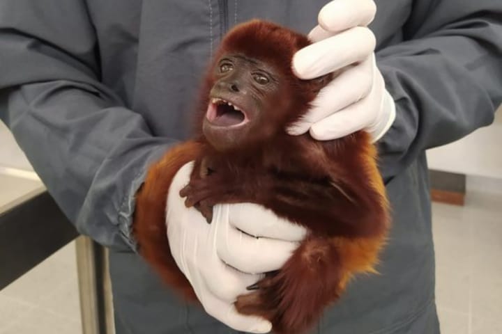 Mono aullador rescatado